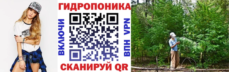 Канабис OG Kush  где найти   Чудово 